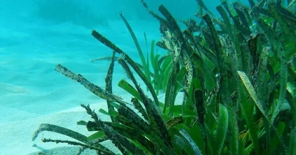 Seagrass is Critical for Halting the Tide of Coastal Erosion