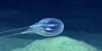 Strange Deep-sea Animals Discovered in 2022