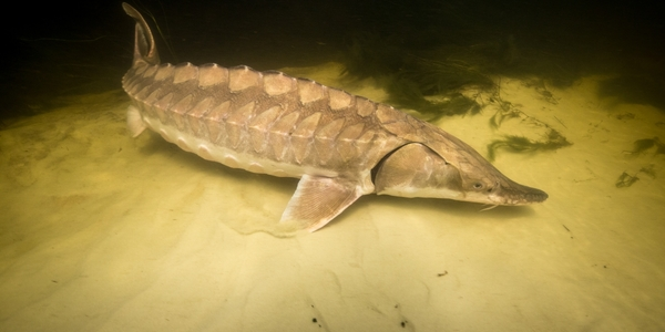 The-Effects-of-the-Hurricane-Killed-Sturgeon-in-the-Apalachicola-River-1