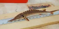 The Effects of the Hurricane Killed Sturgeon in the Apalachicola River