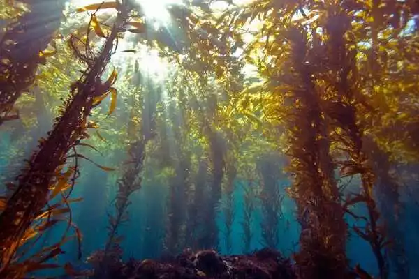 The-Negative-Effects-of-Warming-Seas-on-Giant-Kelp-begin-Early-in-Life-1