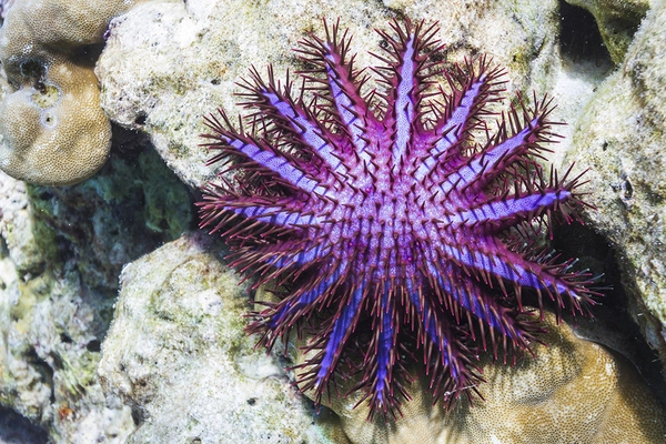 The-Red-Seas-Crown-of-thorns-Seastar-is-an-Endemic-Species-1