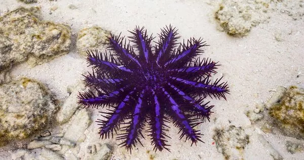 The Red Sea’s Crown-of-thorns Seastar is an Endemic Species