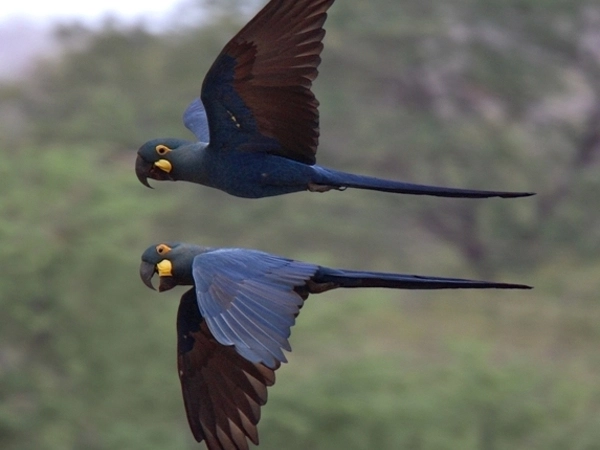 The-Worlds-Rarest-Birds-are-Facing-Extinction-1