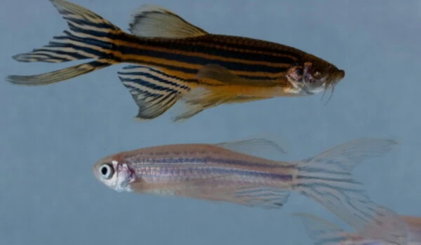 A-Signaling-Cascade-is-implicated-in-Zebrafish-Retina-Regeneration-1