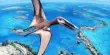 A new Species of Pterosaur With Many Tiny Hooked Teeth Have Been Found