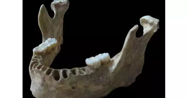 An Early Human Presence in Europe may be indicated by a Jawbone