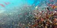 In 20 Years, Seafloor Deposition of Microplastics has Tripled