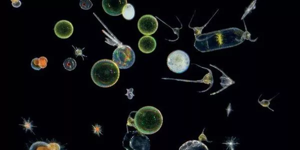 Ocean-Health-is-Chronicled-in-Marine-Plankton-1