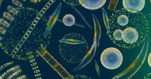 Ocean Health is Chronicled in Marine Plankton