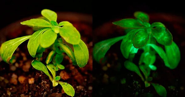 Plants-that-Grow-between-the-Light-and-the-Dark-1
