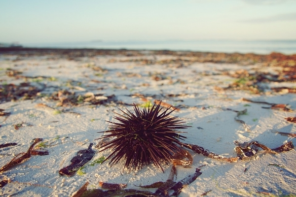 Sea-urchin-Larvae-are-killed-by-Plastic-Pollution-1