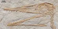 The Oldest Pterodactylus Fossil discovered in Germany