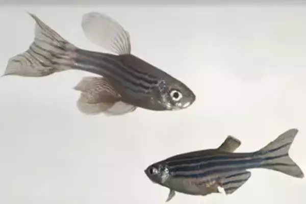 Zebrafish testing identifies a gene potentially at the root of domestication