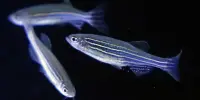 A Gene may be the cause of Domestication, according to Zebrafish Testing