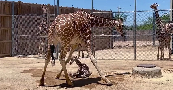 Baby Giraffe Predicts Super Bowl Victory for the Kansas City Chiefs