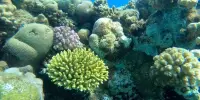 Better Sunlight Access could be a Lifeline for Corals all over the World
