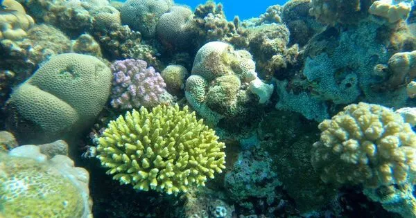 Better Sunlight Access could be a Lifeline for Corals all over the World