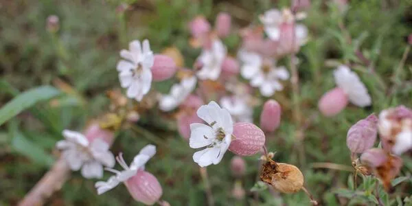 Ancestral variation guides future environmental adaptations