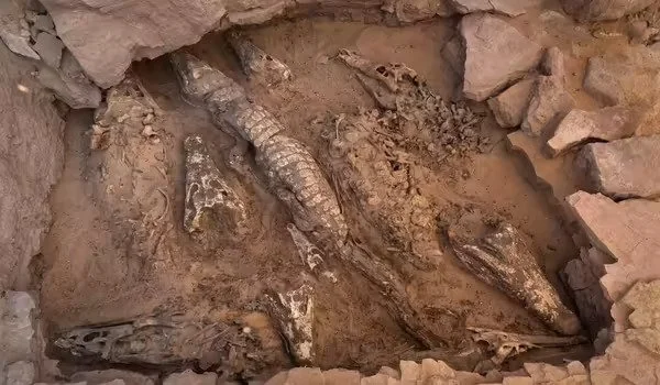 Mummified crocodiles provide insights into mummy-making over time