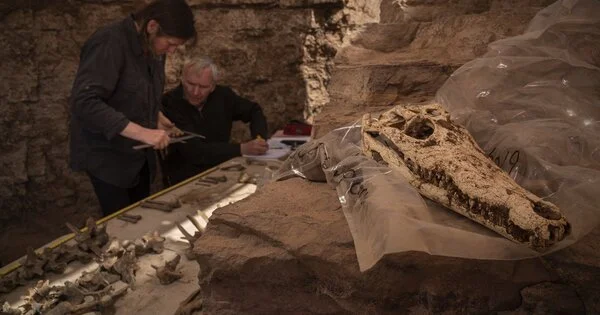 Mummified Crocodiles shed light on the Evolution of Mummies