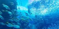 Ocean Cooling has resulted in Larger Fish over Millennia