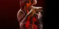 Serotonin is linked to Heart Valve Disease