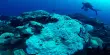 The Battle to Rescue Dying Coral Reefs Now Involves Robots