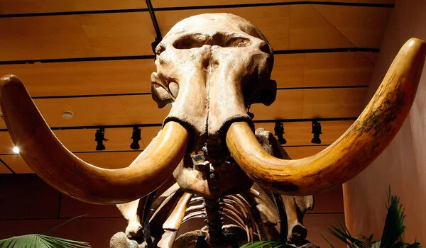 Mammoth problem with extinction timeline