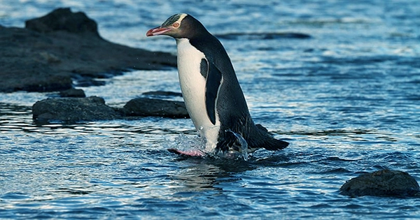 The Largest Penguin Fossil Ever Discovered was a Whopper, According to Scientists