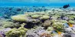When Desert Sand Strikes Coral Reefs, Surprising Carbon Sinks are Produced