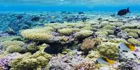 When Desert Sand Strikes Coral Reefs, Surprising Carbon Sinks are Produced