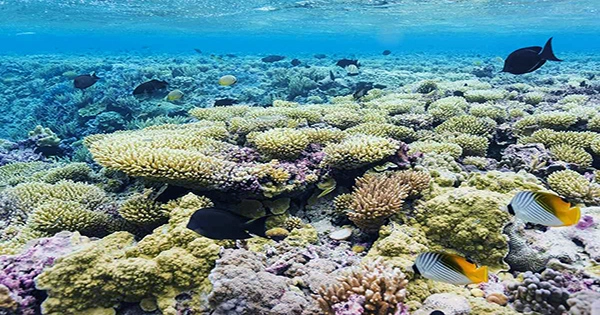 When desert sand strikes coral reefs, surprising carbon sinks are produced