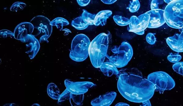 Why microbes in the deep ocean live without sunlight