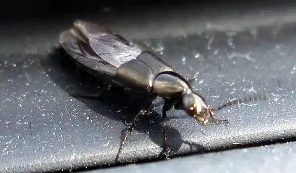 Preventing vehicle crashes by learning from insects