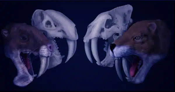 How the Thylacosmilus, a “Marsupial Sabertooth,” Perceived the Universe