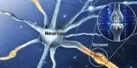 Neuromorphic Memory Device replicates Neurons and Synapses