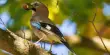 Similar to Humans, Jays with Higher Intelligence exhibit better Self-control