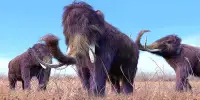 As Time Passed, Woolly Mammoths Got Fluffier and Had Smaller Ears