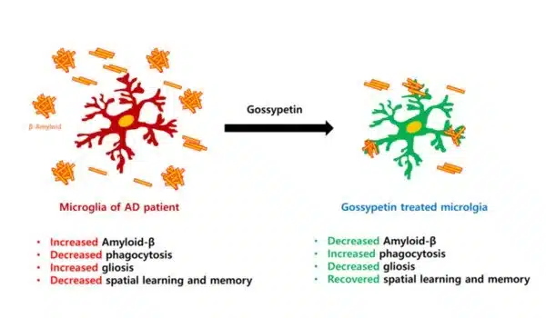 Gossypetin found in hibiscus may beat Alzheimer's disease