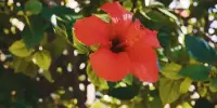Hibiscus Gossypetin may help with Alzheimer’s Disease