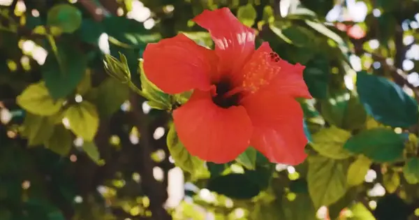 Hibiscus Gossypetin may help with Alzheimer’s Disease