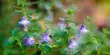 The Discovery of Anti-cancer Chemistry Qualifies Skullcap for Use in Modern Medicine