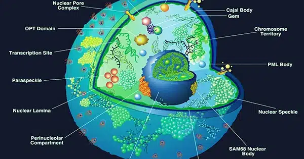 A-New-Probe-Aids-in-the-Findings-of-Unique-Cell-Functions