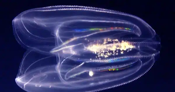 Alien-like Comb Jellies have a Neurological System Unlike Any Other