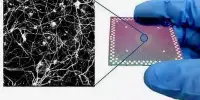 Like Human Brain, Nanowire Networks are able to Learn and Retain Information