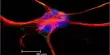 Neuronal Activity influences Astrocyte Development