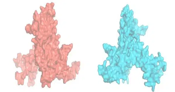 Ribosomes enable the Heart to Switch between Maintenance and Energy-boost Mode