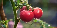 Thirsty Tomatoes Make Ultrasonic Noises, Which Neighboring Plants May Hear