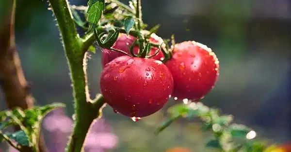 Thirsty Tomatoes Make Ultrasonic Noises, Which Neighboring Plants May Hear